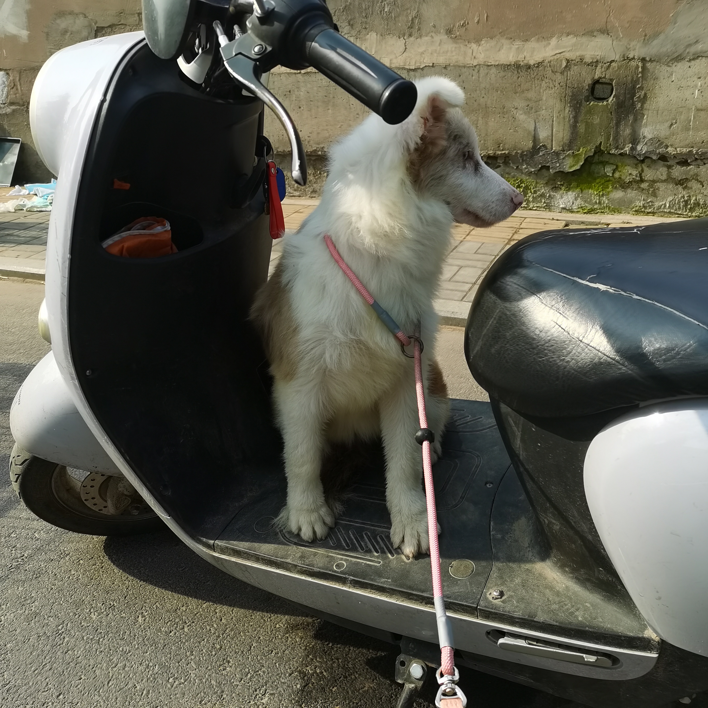 有意者联系直降300，直降300元，有疫苗本，海红陨石海盗异瞳（鸳鸯眼）